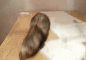 每做一件事我都要三思而后行：能不能一会做?能不能明天做?能不能爆笑gif搞笑图片