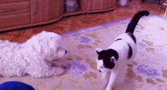 对女人强吻表白一般会有两种结果，一种是啪，一种是啪啪啪。这就爆笑gif搞笑图片