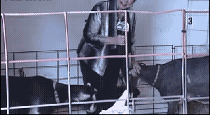 假如今天生活欺骗了你，不要悲伤，不要哭泣，因为明天生活还会继爆笑gif搞笑图片