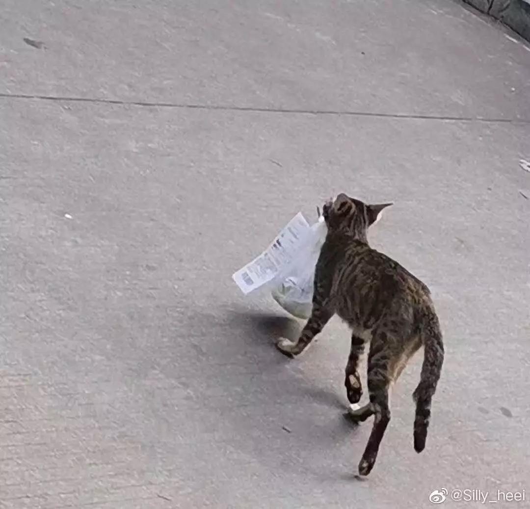 却始终跑不过会偷餐的猫儿爆笑gif搞笑图片