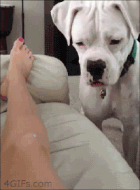 逗狗需谨慎爆笑gif搞笑图片