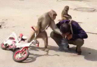 六小龄童的弟弟 六的一皮！爆笑gif搞笑图片