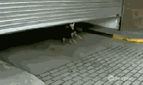 每次开门这货都这样……爆笑gif搞笑图片