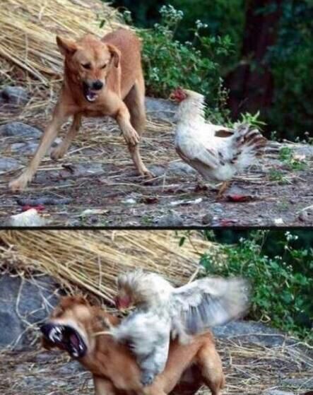 真是给狗丢脸！爆笑gif搞笑图片