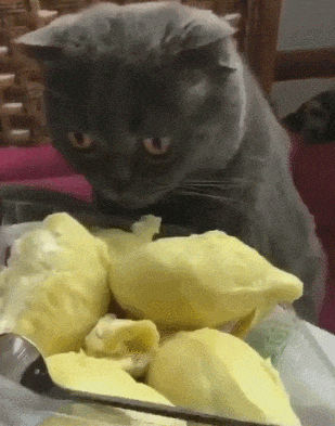 我不是真的人，但你是真的狗爆笑gif搞笑图片