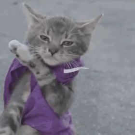 猫咪狠起来 要你死爆笑gif搞笑图片