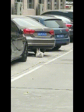 你还有什么理由不健身。。爆笑gif搞笑图片