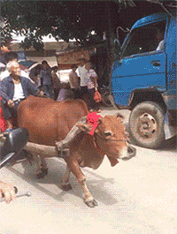 这死鬼告诉我他爸有一台超牛的车，我居然信了他的鬼话爆笑gif搞笑图片