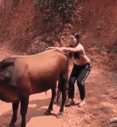 妹子调皮了，好像还被牛角磕着了！爆笑gif搞笑图片