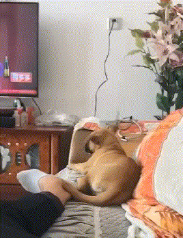 不过一天没洗脚至于这样吗？真的这么臭吗？爆笑gif搞笑图片