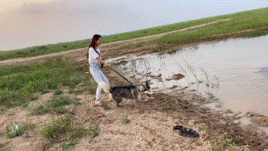 二哈从来没让我失望过！爆笑gif搞笑图片