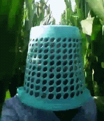 自从发现这个，掰玉米再也不怕划伤脸了爆笑gif搞笑图片