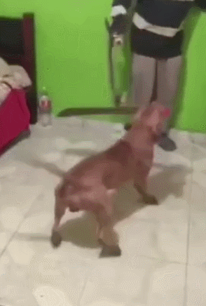 我家狗子从不咬人，它只是拿刀追着你砍。爆笑gif搞笑图片