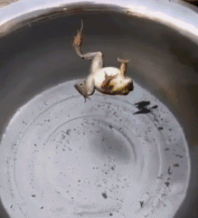 这是一只死青……爆笑gif搞笑图片