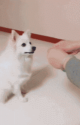 狗子：我拿你当朋友，而你竟然戏弄我？整只狗感觉都不好了爆笑gif搞笑图片