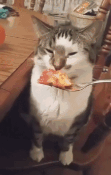 啊啊啊啊啊啊啊啊啊——  啊你别拿走啊喂！爆笑gif搞笑图片