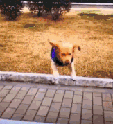 看我敏捷的身手，纵身一跃！诶诶诶诶诶诶诶诶诶——怎么肥四？爆笑gif搞笑图片