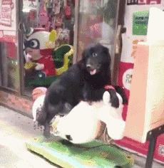 爸爸的爸爸叫爷爷爆笑gif搞笑图片