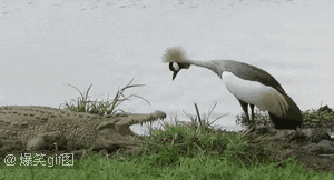 这就是传说中的嘴贱吗？爆笑gif搞笑图片