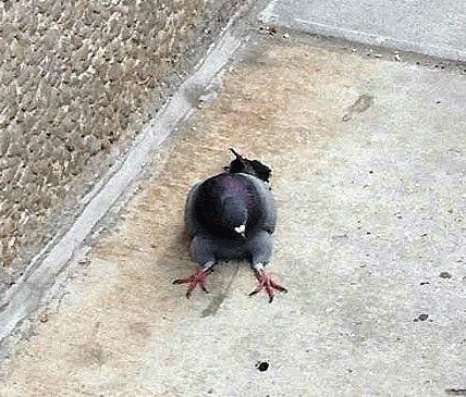 这是一只肥的走不了路的小鸟！爆笑gif搞笑图片