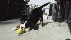 你特么这是给我吃的什么？来人呀，有人想要谋杀我爆笑gif搞笑图片