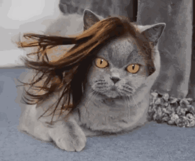 看，我这飘逸的发型，是不是帅呆了！！爆笑gif搞笑图片