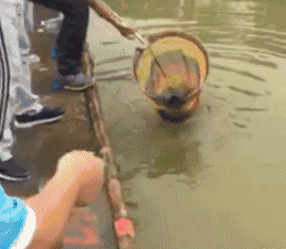 好大一条鱼，可惜渔网质量太差爆笑gif搞笑图片