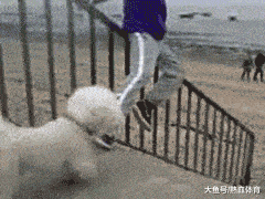 和主人神同步摔倒爆笑gif搞笑图片