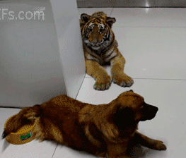 汪星人好嚣张啊爆笑gif搞笑图片