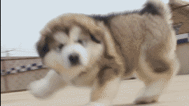 短腿的世界爆笑gif搞笑图片