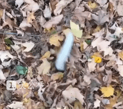 狗子跟我玩捉迷藏，藏的确实挺隐蔽，只是这躁动的小尾巴爆笑gif搞笑图片