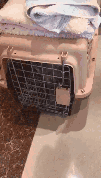 你快出来我不打你爆笑gif搞笑图片