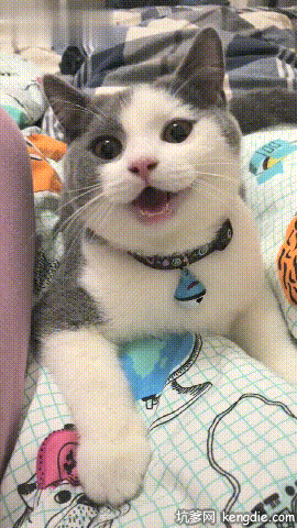 开心张嘴笑的小猫咪gif动态图片爆笑gif搞笑图片