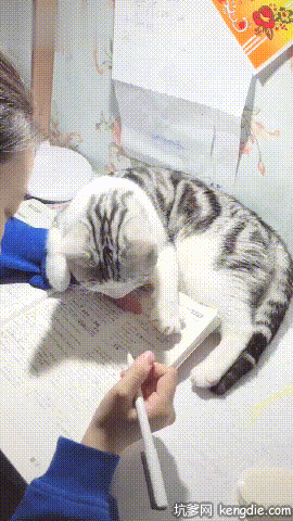 苏格兰折耳猫打扰主人学习写字gif动态图片爆笑gif搞笑图片