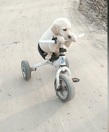 我早就知道预判了爆笑gif搞笑图片