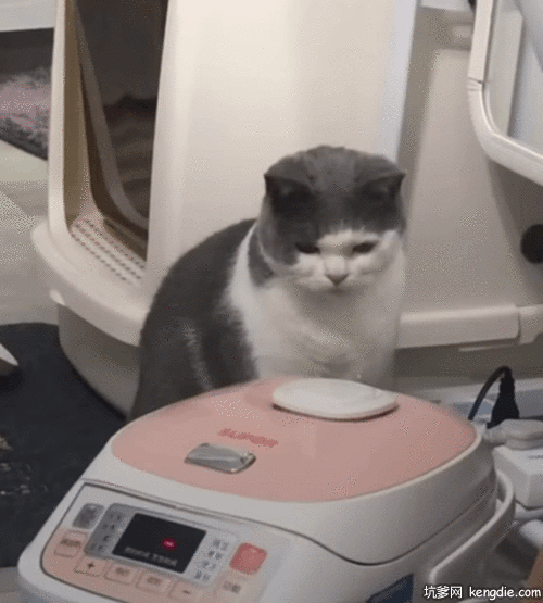 塞尔凯克卷毛猫用爪子抓电饭锅gif动态图片爆笑gif搞笑图片