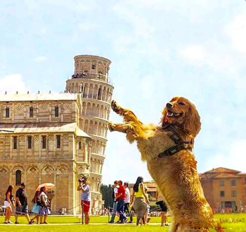 二汪创意斜塔合影照爆笑gif搞笑图片