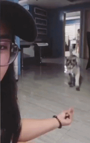 这血统往上18代都是纯的爆笑gif搞笑图片