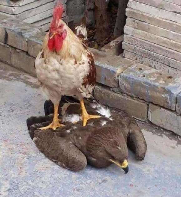 公鸡脚踩老鹰，叫你老鹰抓小鸡爆笑gif搞笑图片