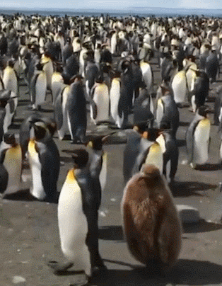 不好意思，衣服没干今天没穿爆笑gif搞笑图片