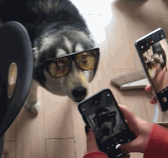 这里这里，给个特写爆笑gif搞笑图片