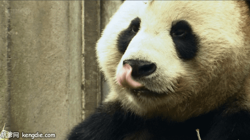 可爱的大熊猫舌头gif动态图片爆笑gif搞笑图片