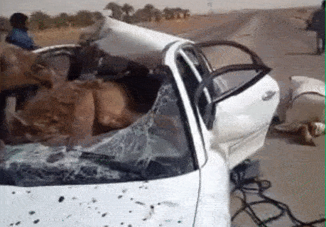 请问骆驼是怎么进去的 它是从天而降的吗爆笑gif搞笑图片