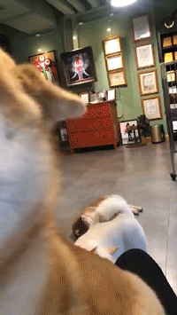 此时，两只狗在互看爆笑gif搞笑图片