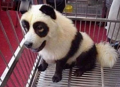 搞笑狗狗 瞧俺像国宝吗爆笑gif搞笑图片