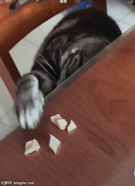 贪吃猫偷桌子上的食物吃gif动态图片爆笑gif搞笑图片
