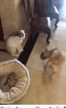 吃我一记旋风小屁屁爆笑gif搞笑图片