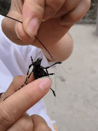 这牙口直接开个理发店得了爆笑gif搞笑图片