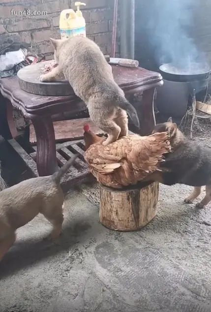 为了吃也是拼了,这画面有点搞笑爆笑gif搞笑图片