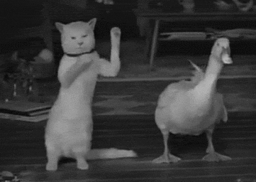 猫咪和小鸭一起舞起来爆笑gif搞笑图片
